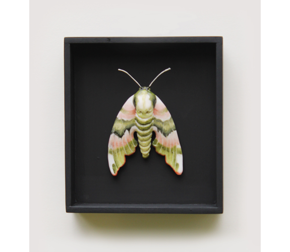 "Lime Pink Hawkmoth" - Loralin Toney